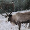 Écosse : à la rencontre des rennes des Cairngorms