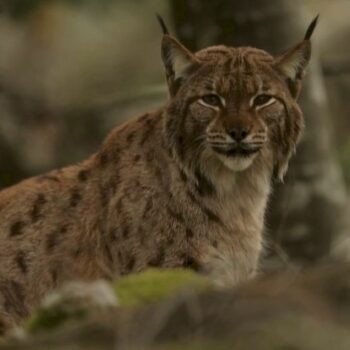 Jura : le lynx, une espèce en danger