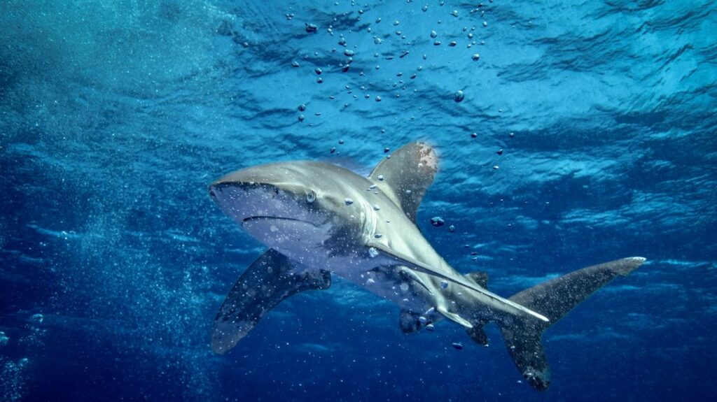 Un touriste tué par un requin en Egypte lors d'une baignade dans la mer Rouge