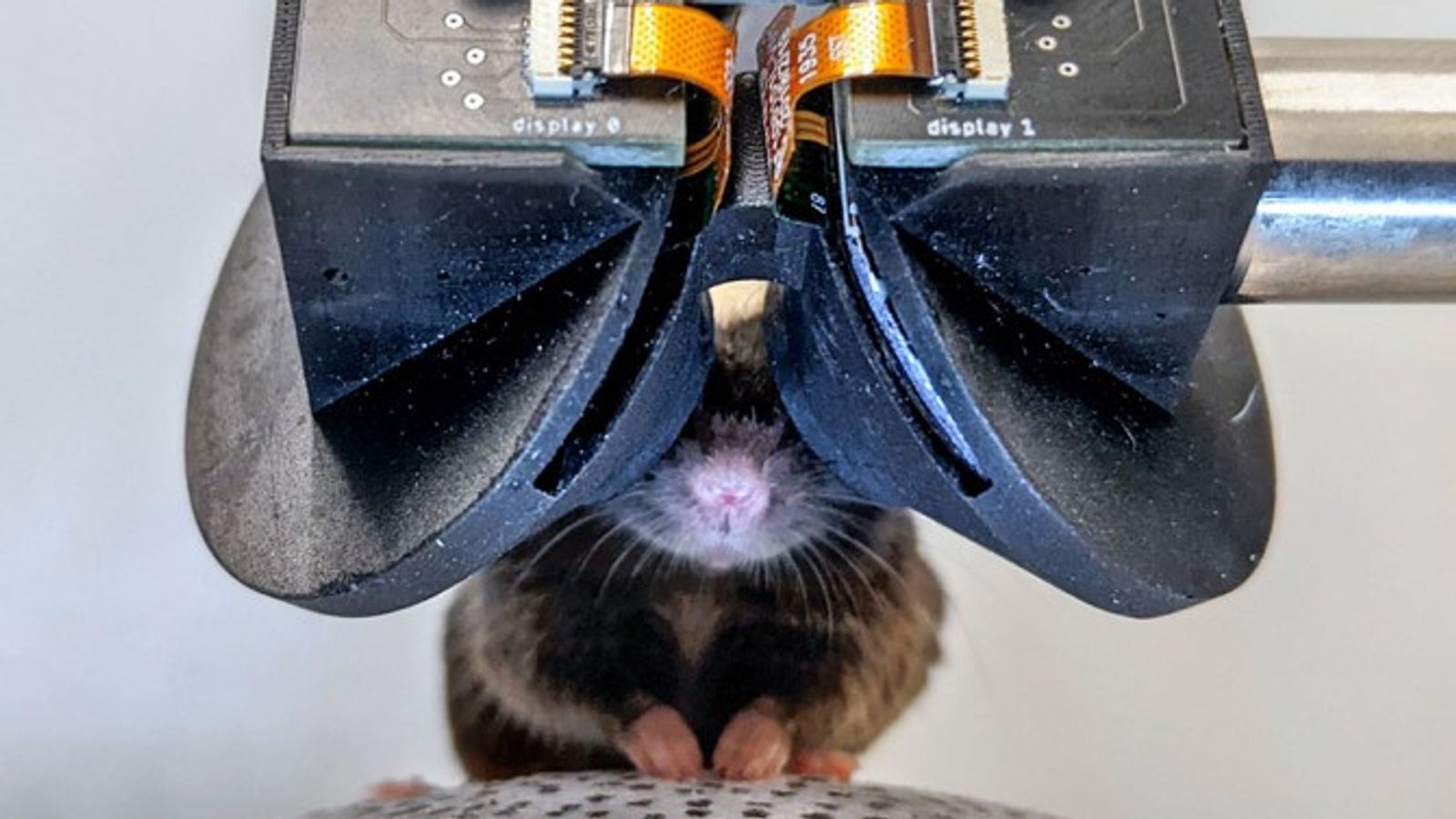 MouseGoggles may help scientists understand neurological conditions. Pic: Cornell University