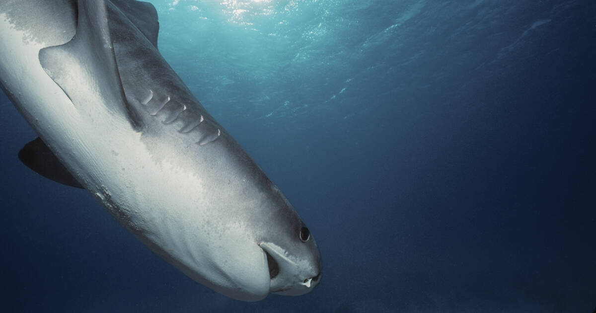 En Egypte, un touriste tué par un requin en mer Rouge