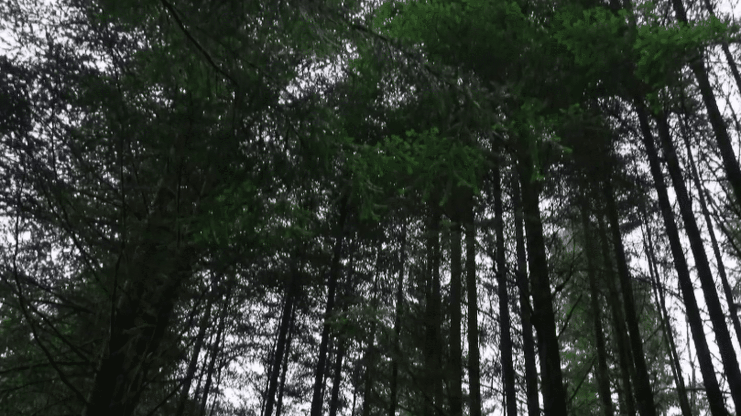 Vosges : les arbres centenaires de la forêt de Darney, une cathédrale de verdure