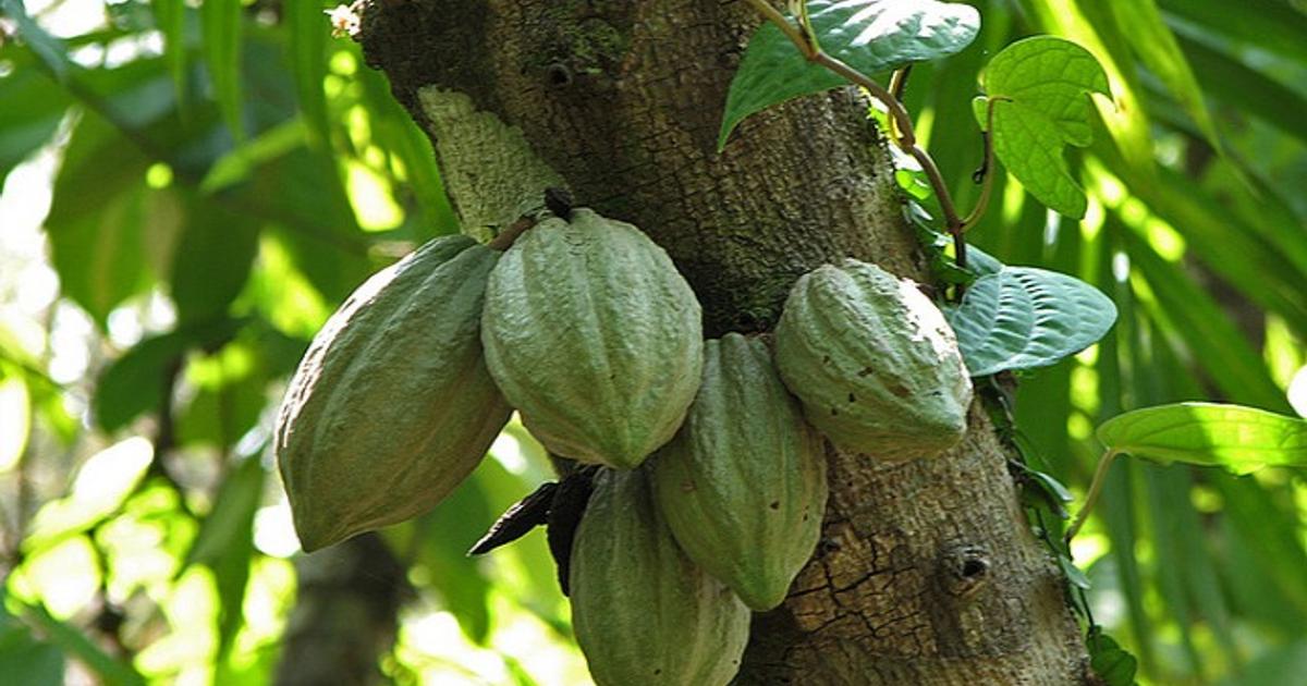 Le café et le cacao bio produits en RDC, bientôt proscrits par l’UE ?