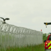 Crashs d'avions : comment les aéroports luttent face aux dangers des oiseaux