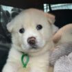 Adorable puppies that look like polar bears found dumped in carrier bag