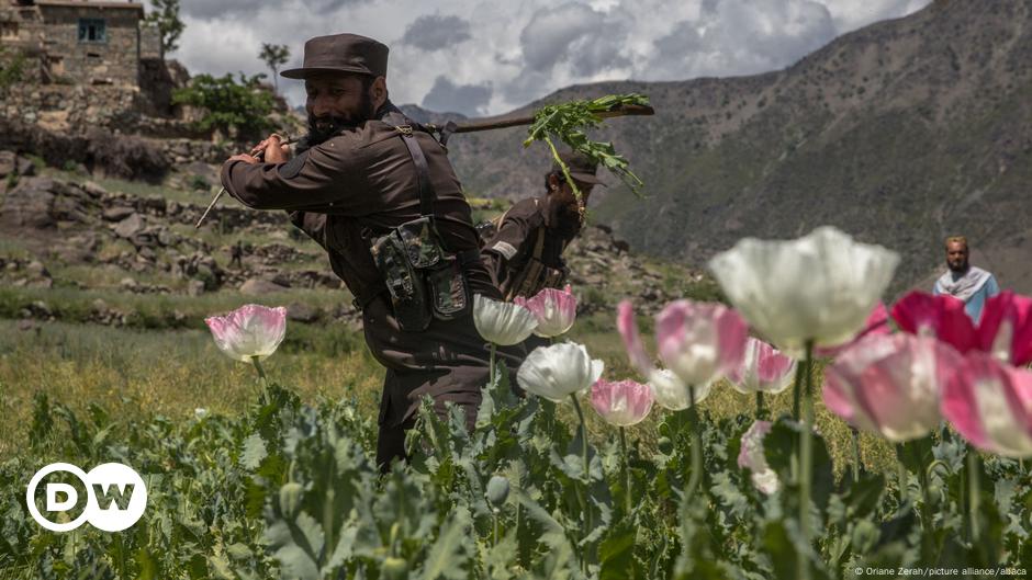 Afghanistan: Ratlosigkeit nach Verbot von Mohnanbau