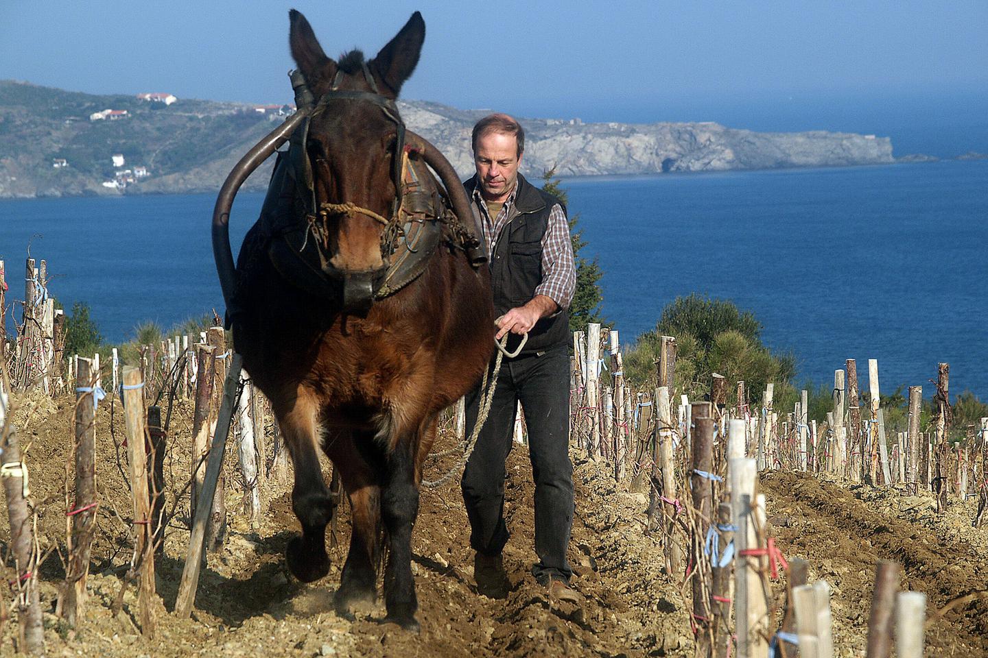 Agriculture : « Les sanctions liées au non-respect des normes environnementales sont rares et faibles »