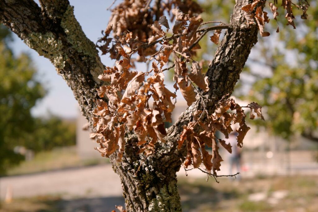 Apprendre aux arbres à résister aux sécheresses