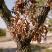 Apprendre aux arbres à résister aux sécheresses