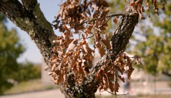 Apprendre aux arbres à résister aux sécheresses