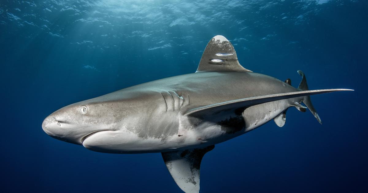 Australie : un homme tué par un requin alors qu’il pêchait dans la Grande Barrière de corail