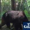 Bear snared after three day supermarket standoff with Japan police