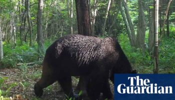 Bear snared after three day supermarket standoff with Japan police