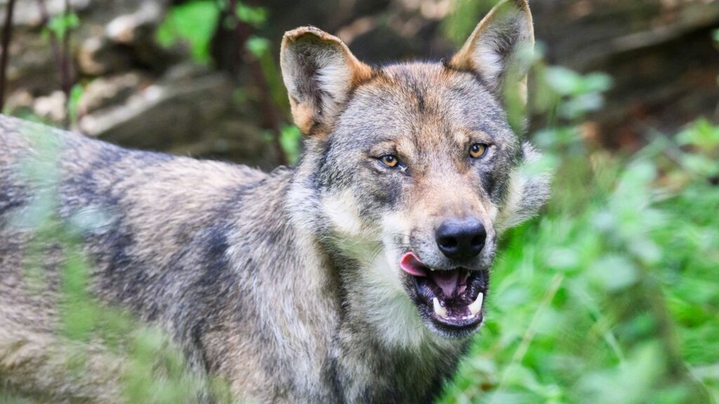 Der Europarat hat den Weg für ein schärferes Vorgehen gegen den Wolf frei gemacht. (Symbolbild) Foto: Julian Stratenschulte/dpa