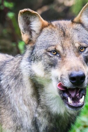 Der Europarat hat den Weg für ein schärferes Vorgehen gegen den Wolf frei gemacht. (Symbolbild) Foto: Julian Stratenschulte/dpa