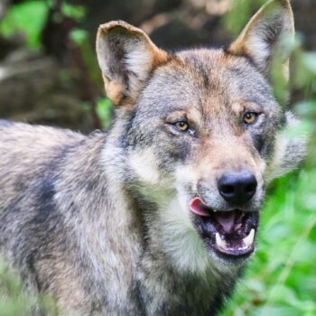 Der Europarat hat den Weg für ein schärferes Vorgehen gegen den Wolf frei gemacht. (Symbolbild) Foto: Julian Stratenschulte/dpa