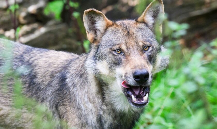 Der Europarat hat den Weg für ein schärferes Vorgehen gegen den Wolf frei gemacht. (Symbolbild) Foto: Julian Stratenschulte/dpa