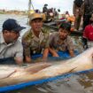 Bumper haul raises hopes for rare Mekong giant catfish