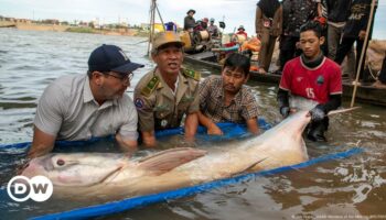 Bumper haul raises hopes for rare Mekong giant catfish