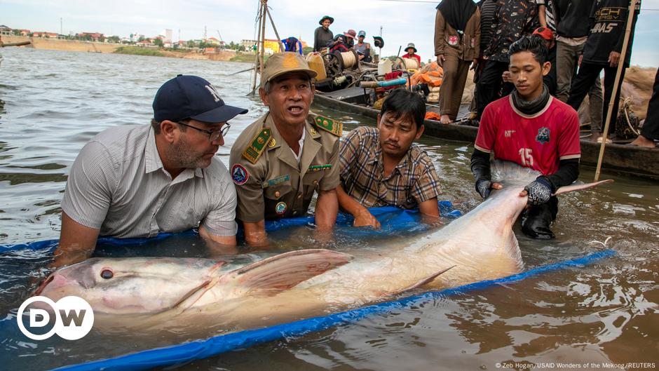 Bumper haul raises hopes for rare Mekong giant catfish