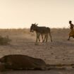 COP16 - Wie kann die Desertifikation aufgehalten werden?