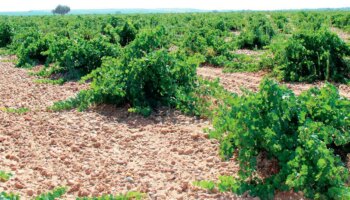 Cenicienta, la variedad tinta olvidada que se suma a los vinos de la D.O. Rueda