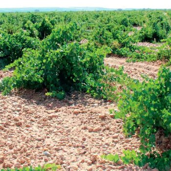 Cenicienta, la variedad tinta olvidada que se suma a los vinos de la D.O. Rueda