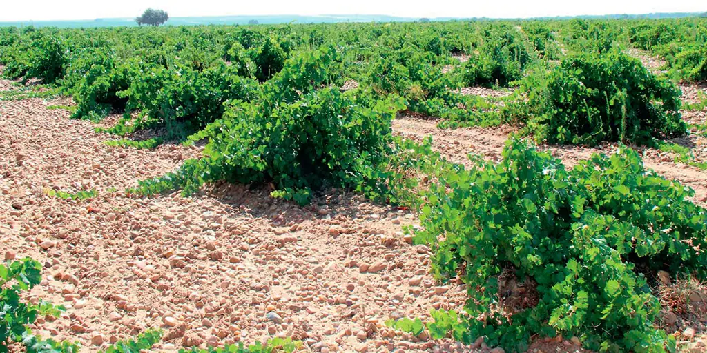 Cenicienta, la variedad tinta olvidada que se suma a los vinos de la D.O. Rueda