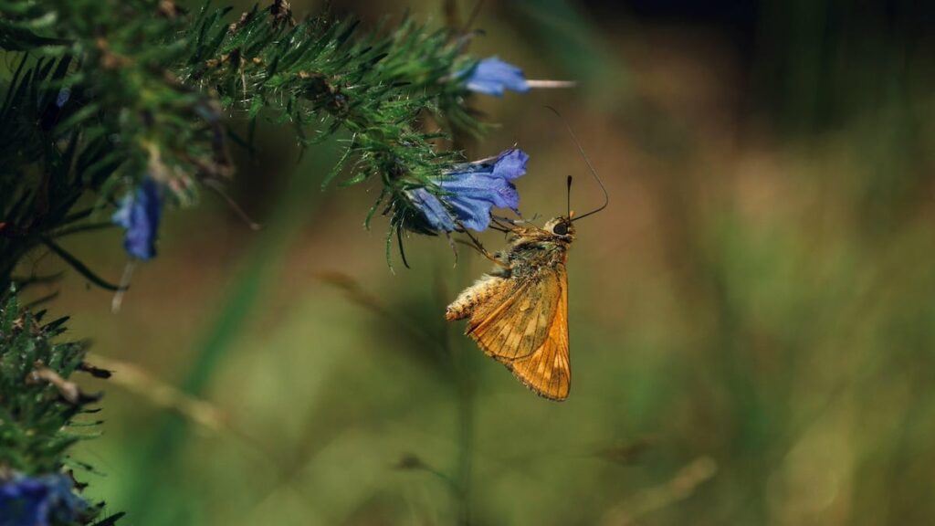 Certains insectes écoutent le bruit des plantes pour savoir où pondre leurs œufs