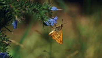 Certains insectes écoutent le bruit des plantes pour savoir où pondre leurs œufs