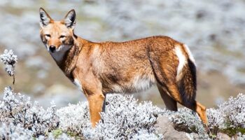 Des scientifiques découvrent des loups qui butinent comme des abeilles