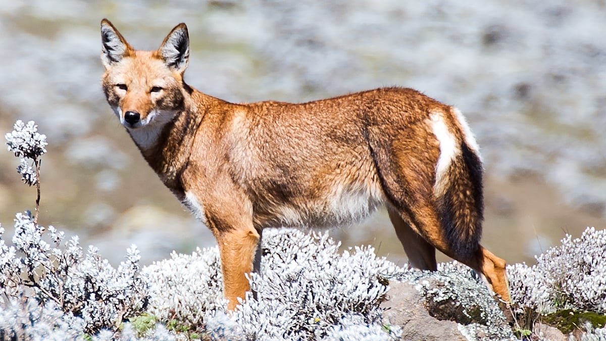 Des scientifiques découvrent des loups qui butinent comme des abeilles