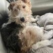 Dog who ran off after having a firework thrown at her is reunited with her owner after FIVE WEEKS despite drones and search parties failing to locate her