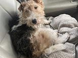 Dog who ran off after having a firework thrown at her is reunited with her owner after FIVE WEEKS despite drones and search parties failing to locate her