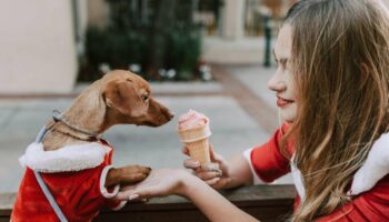 Donner l'un de ces aliments à votre animal lors des fêtes de fin d'année peut le mettre en danger