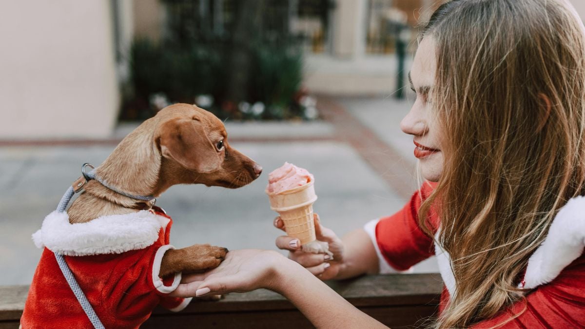 Donner l'un de ces aliments à votre animal lors des fêtes de fin d'année peut le mettre en danger