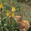 En Ethiopie, les loups butinent et pourraient contribuer à la pollinisation