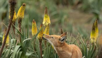 En Ethiopie, les loups butinent et pourraient contribuer à la pollinisation