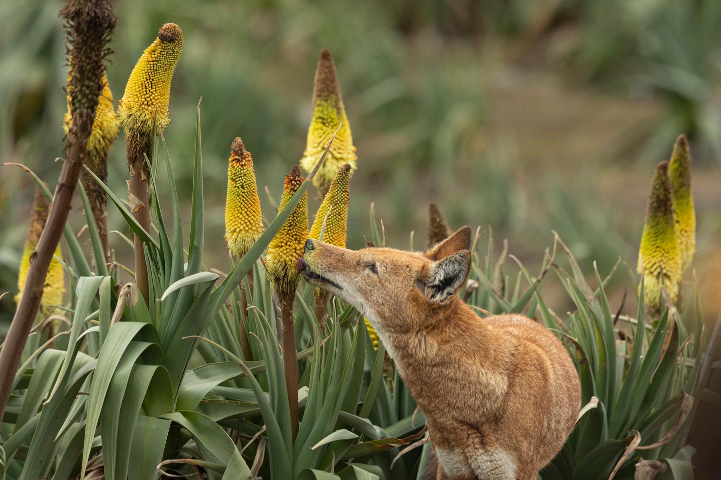 En Ethiopie, les loups butinent et pourraient contribuer à la pollinisation