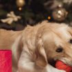 Faire un cadeau à son chien et chat pour Noël