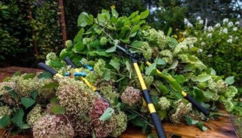 Gardeners told to avoid 'key' hydrangea task in winter to ensure 'bigger' blooms