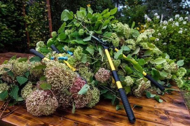 Gardeners told to avoid 'key' hydrangea task in winter to ensure 'bigger' blooms