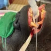 Giant 29-stone silverback gorilla goes to the dentist after horrifying discovery in its mouth