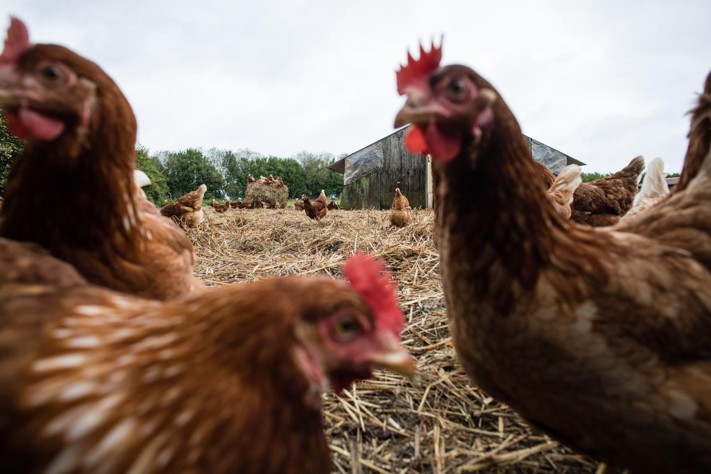 Grippe aviaire : la France a perdu son « statut indemne » après la découverte de foyers dans l’Eure et le Calvados