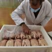 Grippe aviaire : la filière foie gras joue gros à Noël