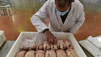 Grippe aviaire : la filière foie gras joue gros à Noël