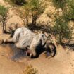 Hécatombe d'éléphants au Botswana: un empoisonnement lié au dérèglement climatique