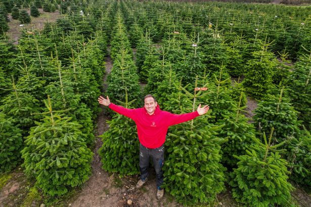 'I run UK's biggest Christmas tree farm – here's what makes the perfect decoration'