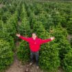 'I run UK's biggest Christmas tree farm – here's what makes the perfect decoration'