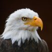 It's official: Biden signs new law, designates bald eagle as 'national bird'